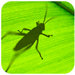 grasshopper2022(犀牛参数化插件)